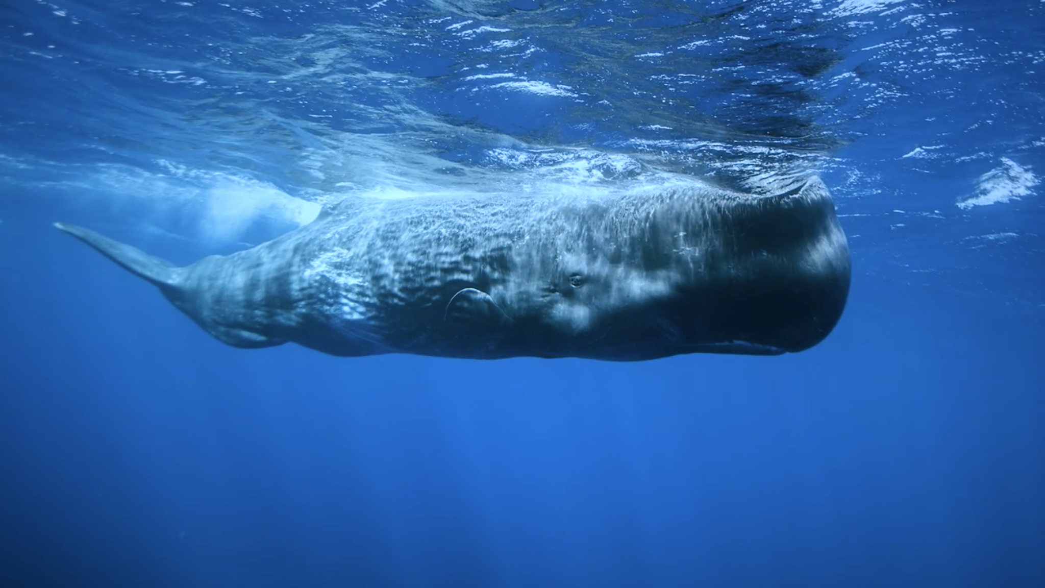 Swimming with Sperm whales in the Azores