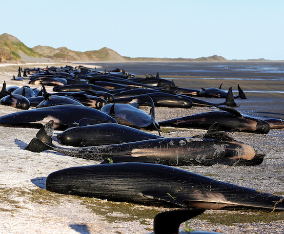Mass beachings: why do whales do it?