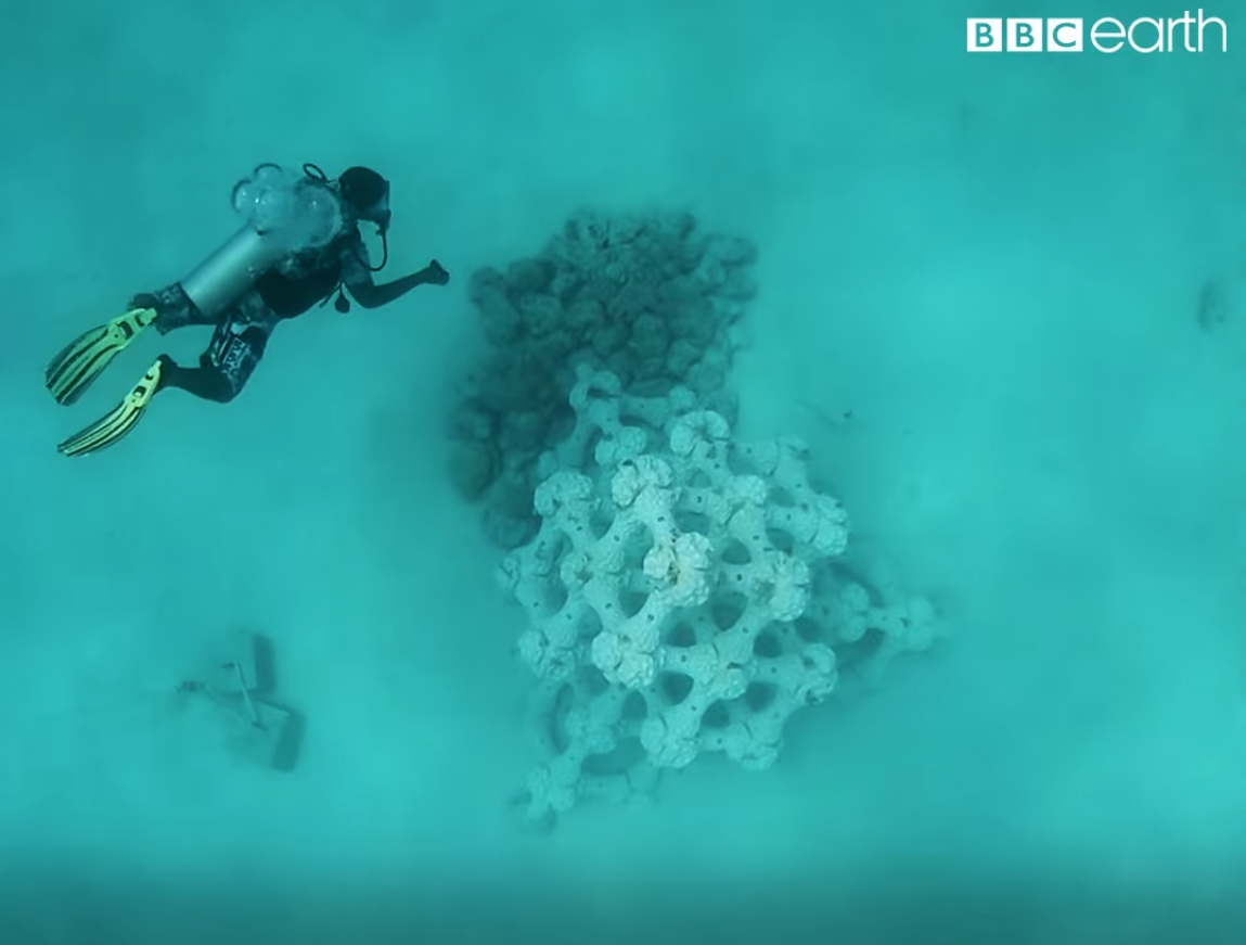 Printing 3D corals to recreate reef-life